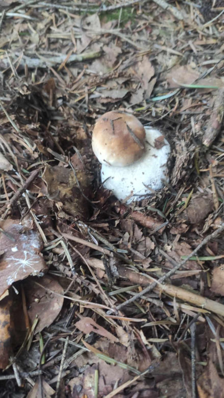 Grzybobranie Podkarpacie