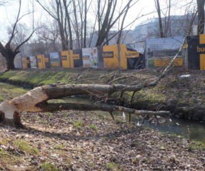 Bobry grasują na mieście [GALERIA]