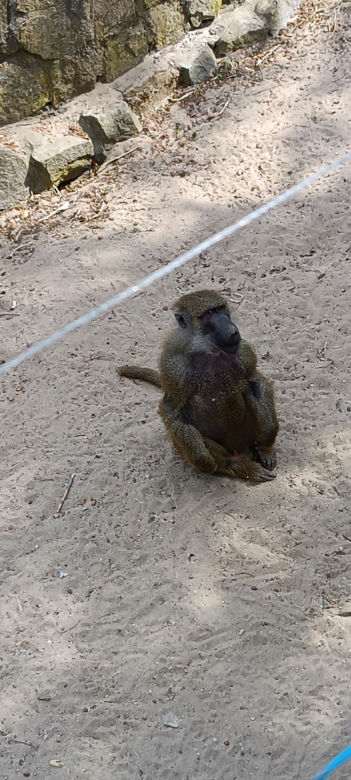 Zwierzęta w zoo we Wrocławiu