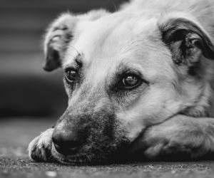 Bez opamiętania tłukł Tosią o ścianę i blat biurka, aż skonała w męczarniach. Horror na Bałutach