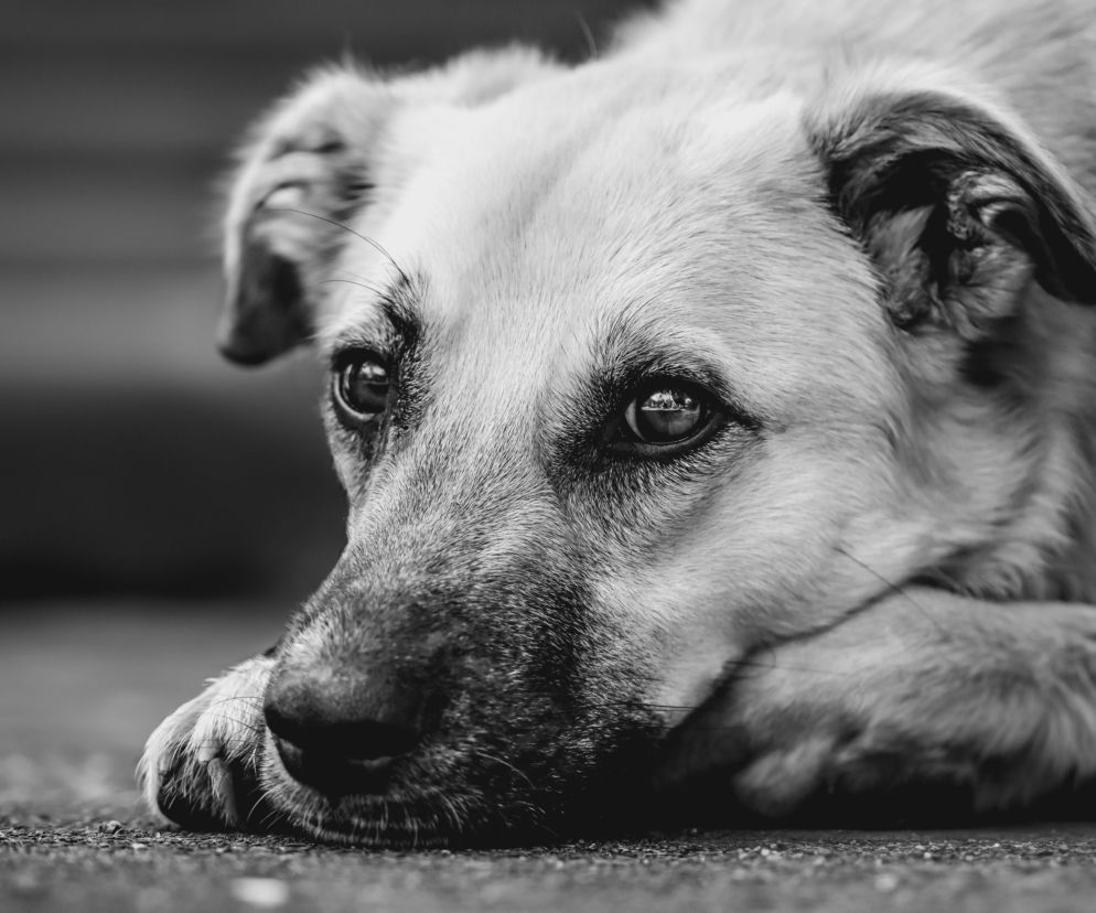 Bez opamiętania tłukł Tosią o ścianę i blat biurka, aż skonała w męczarniach. Horror na Bałutach