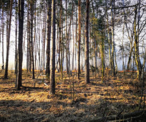 Gigantyczny pożar lasu pod Wołominem