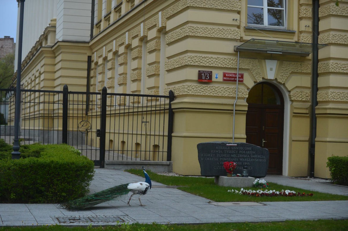 Paw ruszył do premiera. Straż miejska interweniuje.