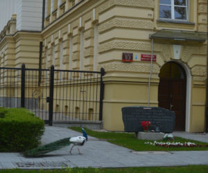 Paw ruszył do premiera. Straż miejska interweniuje.