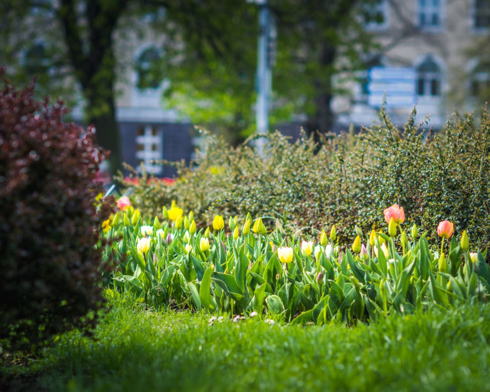 Warszawa utonęła w kolorowych tulipanach