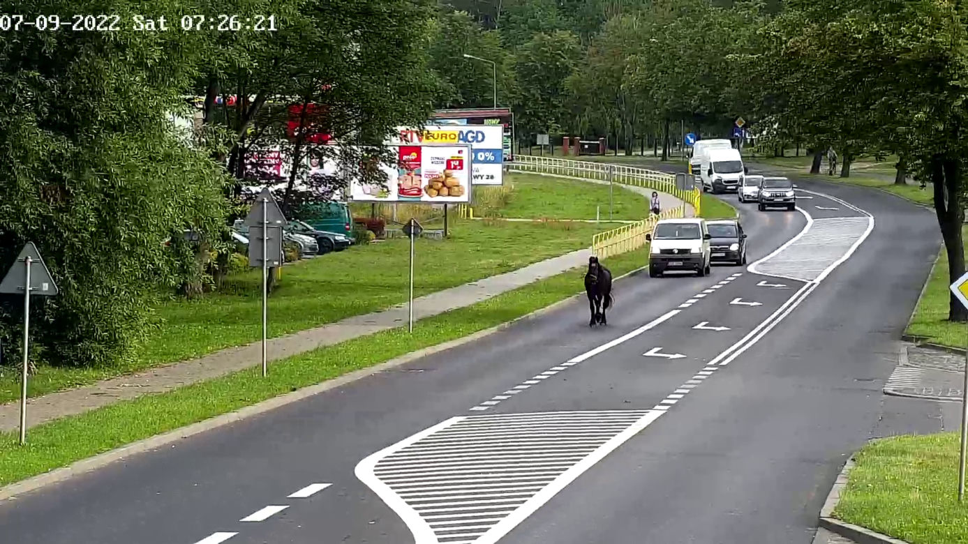 Konik na gigancie. Niecodzienna akcja w centrum Szczecinka