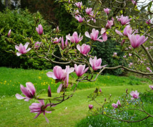 Magnolia