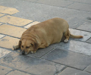 zapasione