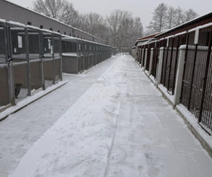 Siarczysty mróz zagraża zwierzętom! Krakowskie schronisko pilnie szuka domów tymczasowych