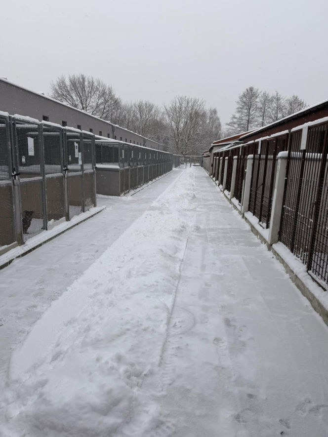 Siarczysty mróz zagraża zwierzętom! Krakowskie schronisko pilnie szuka domów tymczasowych