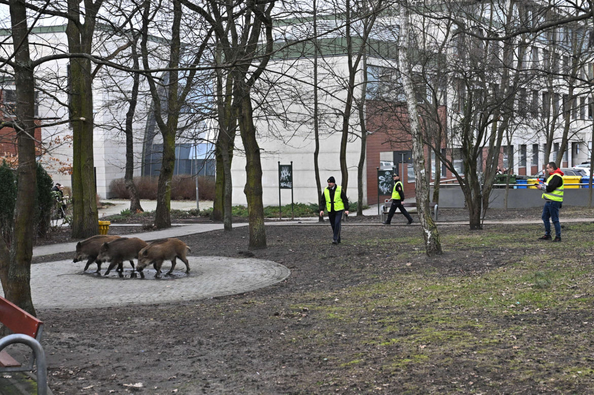  Obława na dziki w Legionowie. Komendant straży miejskiej apeluje: "Nie dokarmiajmy!"