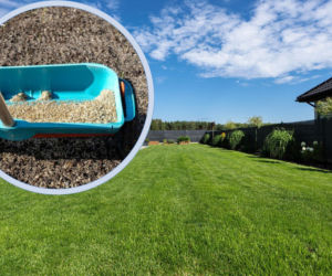 Zakładanie trawnika z siewu wiosną krok po kroku