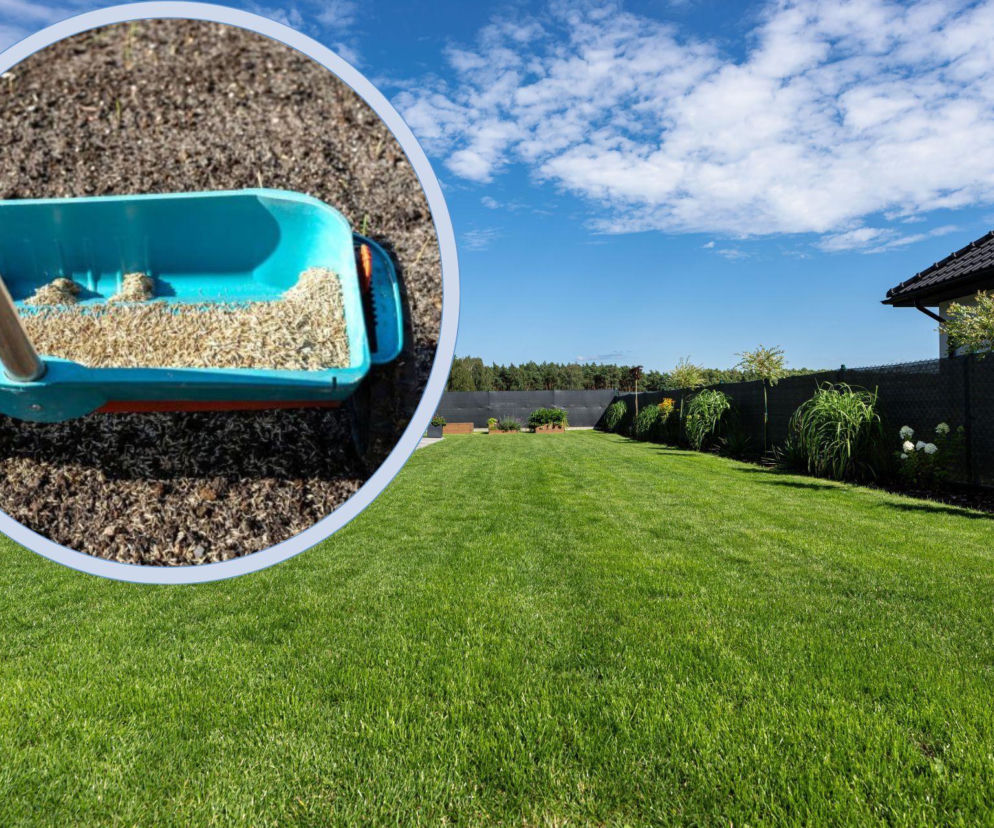 Zakładanie trawnika z siewu wiosną krok po kroku