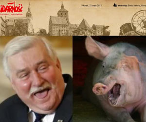 Lech Wałęsa jak świnia. Solidarność atakuje Wałęsę