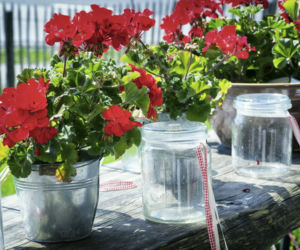 pelargonia5.jpg