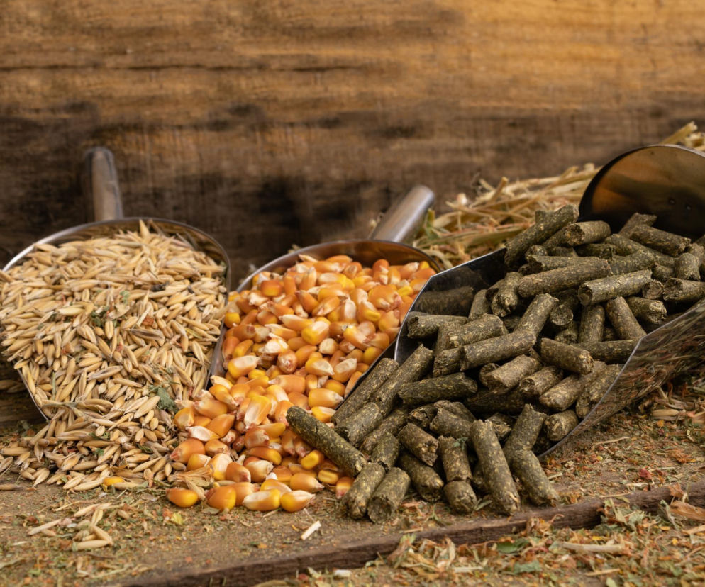 Ekologiczny opał alternatywą dla węgla? Sprawdzamy, czy to ma sens