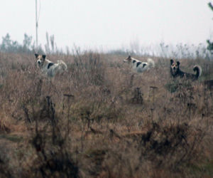 Watahy zdziczałych psów atakują wieś! Rozrywają koty, rzuciły się na dziecko!