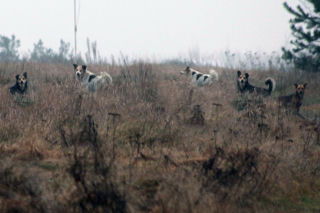 Watahy zdziczałych psów atakują wieś! Rozrywają koty, rzuciły się na dziecko!