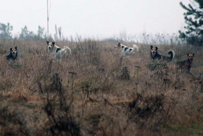 Watahy zdziczałych psów atakują wieś! "Rozrywają koty, rzuciły się na dziecko!