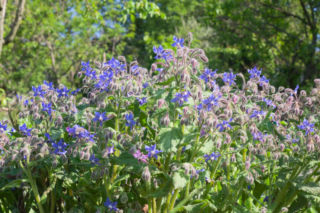 Ogórecznik lekarski - Borago officinalis
