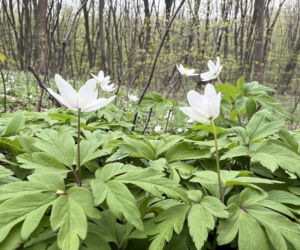 Nowe miejsce wypoczynku w Krakowie. Samorząd kupił 13 hektarów lasu