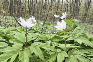 Nowe miejsce wypoczynku w Krakowie. Samorząd kupił 13 hektarów lasu