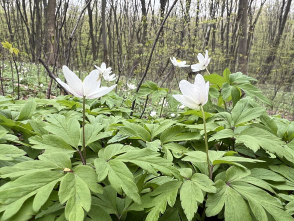 Nowe miejsce wypoczynku w Krakowie. Samorząd kupił 13 hektarów lasu