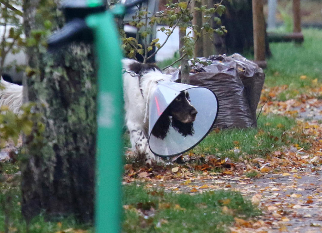 Pies Kasi Tusk pod specjalnym nadzorem