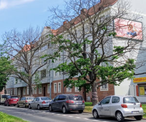 Okazałe drzewa na Turzynie poszły pod topór