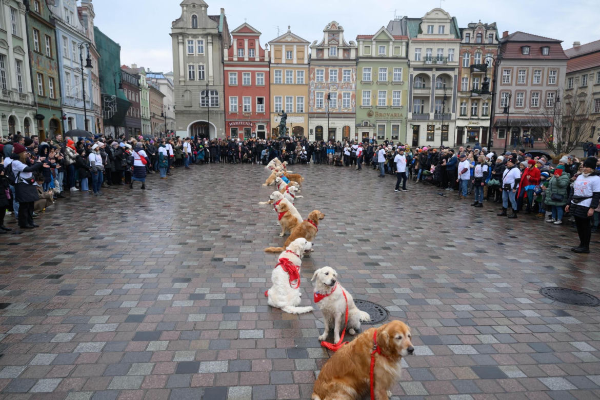 Poznań. Pokaz wyszkolenia psów z grupy „Golden Retriever WOŚP w Poznaniu” podczas 33. Finału Wielkiej Orkiestry Świątecznej Pomocy