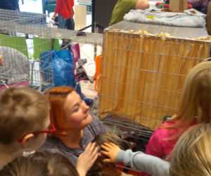 Gliwice: Przepiękne koty rasowe w Europie Centralnej. Zobaczcie [ZDJĘCIA]