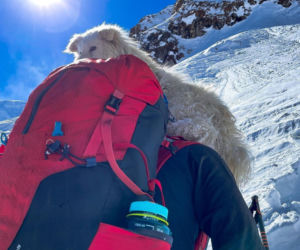 Brat Pereiry zabrał psa na Mont Everest