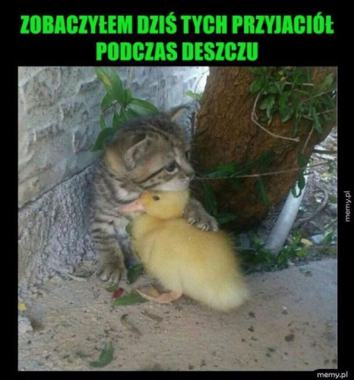 Chcesz poprawić sobie humor? Te memy ze zwierzętami rozbawią cię do łez!