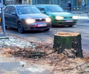 Masowa wycinka drzew w alei Wyzwolenia 
