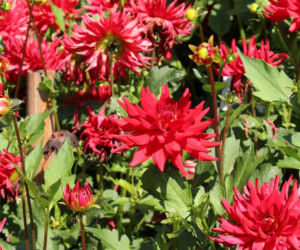 Dalia 'Red Pigmy'