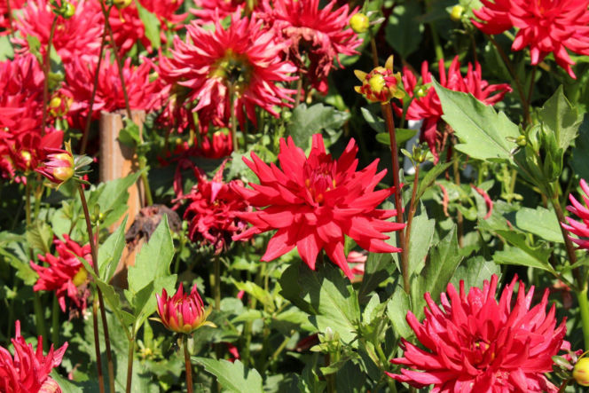 Dalia 'Red Pigmy'