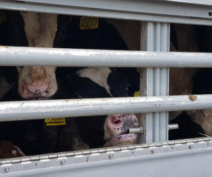 Niehumanitarny transport zwierząt