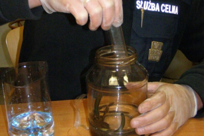 Przemycane pijawki