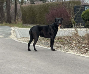 Porzucony czworonóg został już odnaleziony. Udało się także namierzyć właściela