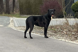 Porzucony czworonóg został już odnaleziony. Udało się także namierzyć właściela