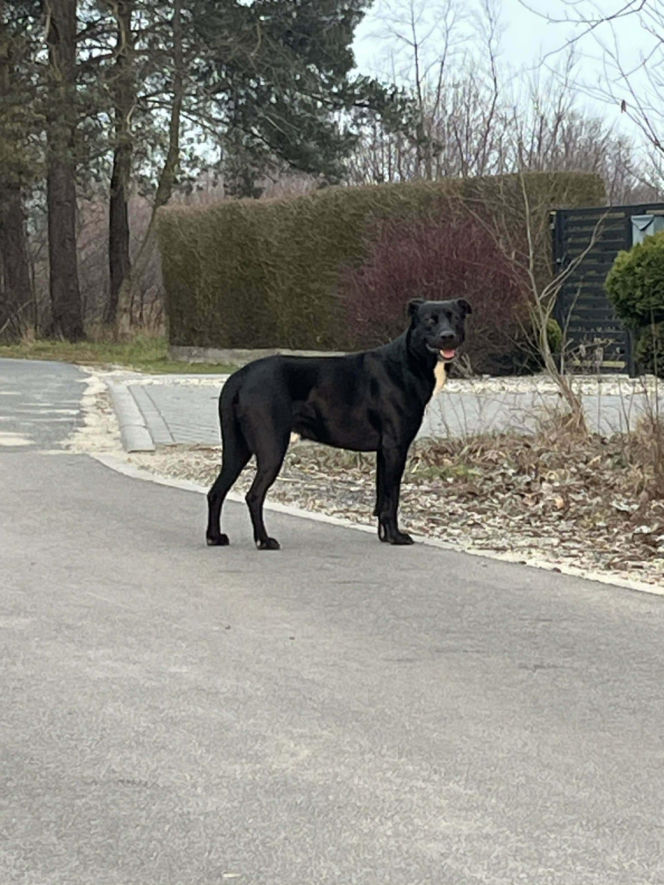 Porzucony czworonóg został już odnaleziony. Udało się także namierzyć właściela