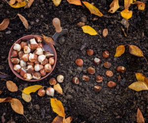Sadzenie cebulek jesienią