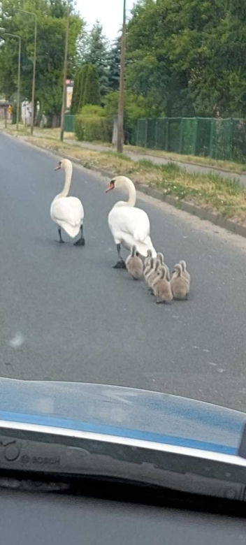 Policjanci eskortowali rodzinę łabędzi