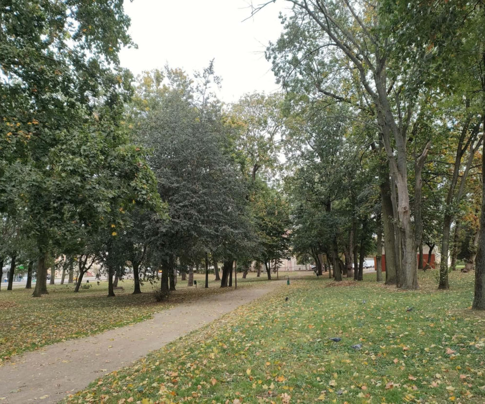 Park Jakuba Wagi w Łomży z wysokimi drzewami i alejką. O planowanej modernizacji przeczytasz na Eska Łomża.