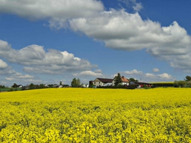 Mirogonowice. Świętokrzyskie