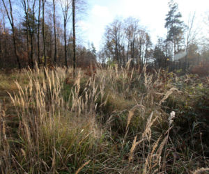 Rezerwat Segiet udostępni nowe szlaki dla mieszkańców