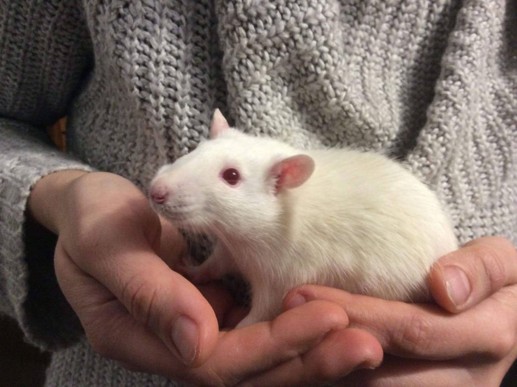 Zwierzęta laboratoryjne do adopcji