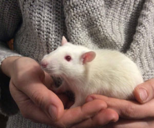 Zwierzęta laboratoryjne do adopcji