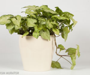 Syngonium