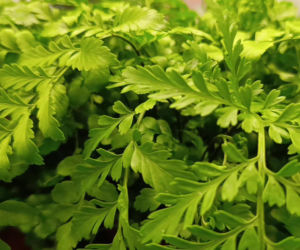 Festiwal Roślin w Enea Arenie